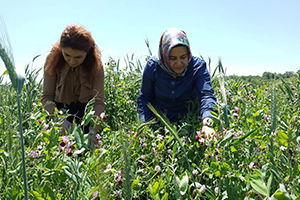 Büyükşehir`den Yem Bezelyesi Üretimine Destek