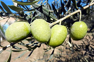 Zeytinyağı İhracatında Yüzde 425`lik Rekor Artış