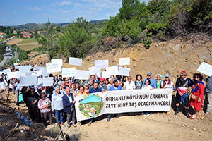 İzmir`in Erkence Zeytinine Taş Ocağı Hançeri!