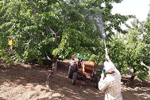 Meyve Bahçelerinde Zirai Mücadele