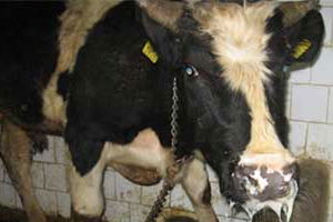 `Şap` Uyarısı Geldi