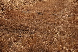 Çiftçilere `Anız Yakmayın` Uyarısı