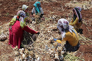 Araban Sarımsağında Rekolte Artışı