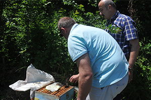 Arılarını, Kek Vererek Büyütüyorlar