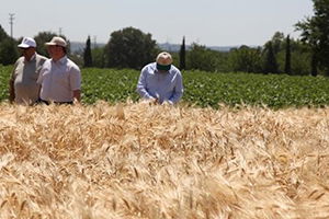 `Arpa Tarla Günü` ne Çiftçiden İlgi Büyük