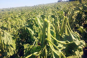 Ekili Alanlar Doludan Zarar Gördü