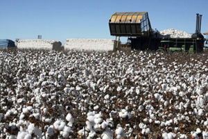Egeli Üretici, Pamuğa Geri Dönüyor