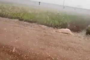 Aşırı Yağış, Tarlalara Zarar Verdi