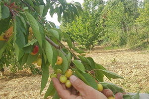 Aşırı Yağışlar Meyve Üreticilerini Endişelendiriyor