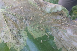 Fındıkta Amerikan Beyaz Kelebeği Mücadelesi