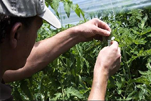 FAO, Biyoteknoloji ve Biyogüvenlik Anlayışını Değiştirecek