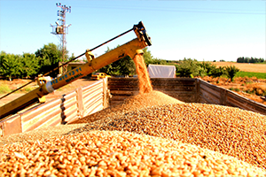 Hasat Başladı, Verim Çiftçiyi Sevindirdi