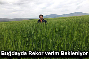 Yağışlar Çiftçinin Yüzünü Güldürdü