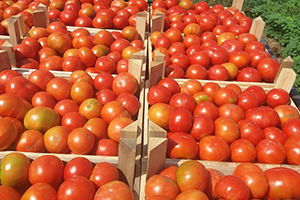 Yerli Domateste Hasat Sevinci