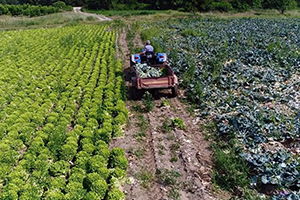 Enginar Altın Çağını Yaşıyor