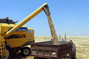 Son 10 Yılın En Verimli Hububat Hasadı