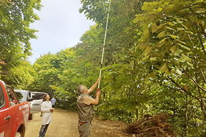 Kaliteli Ihlamur Tür Tespit Çalışmaları Yapıldı