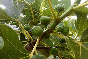 İncir`de İlekleme Dönemi