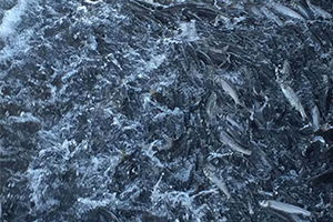 İnci Kefalin Zorlu Yolculuğu