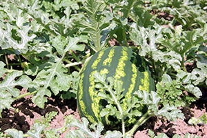 `Baldan Tatlı` Karpuz İçin Gün Sayıyorlar