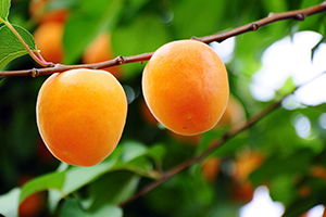 Kayısıda 672 Bin 670 Ton Rekolte Bekleniyor