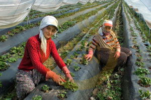Tarım Politikaları, Şirketler Lehine Belirleniyor