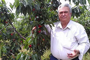 Erik Ve Kiraz İhracatını Yağışlar Vurdu