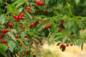 Gaziantep, Kiraz Üretiminde İddialı
