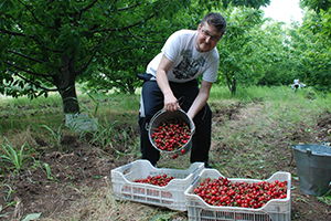 Kiraz, Üreticiyi Sevindirdi