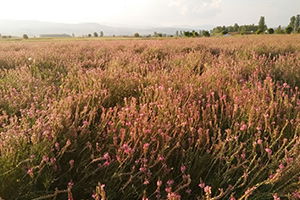 Arılara Bal Özü Sağlayan Korunga Bitkisi