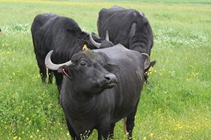 Damızlık Manda Düvesi Yetiştiriciliğine Hibe Desteği