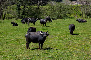 Manda Yetiştiriciliğine Büyük İlgi