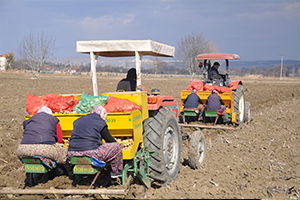 Patateste Hasat Zamanı