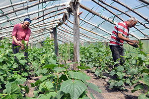 Tesadüfen Fark Edilen Aile, Modern Serada İlk Hasada Başladı