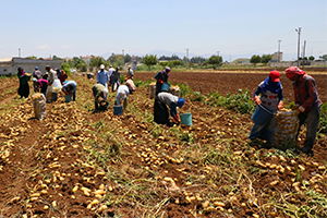 Tarım İşçilerinin Sıcakta Ekmek Mücadelesi