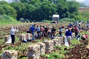 Tarım- ÜFE Mayıs Ayında Yüzde 3,79 Arttı