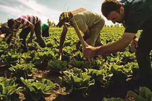 Tarım Son Nefesini Veriyor