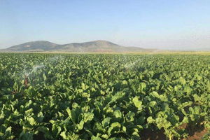 Pancarda Bu Yıl `Rekor` Bekleniyor