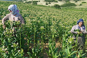 Düşük Tütün Fiyatları Üreticinin Belini Büktü