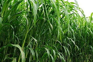 Çiftçilere Yem Bitkileri Üretimi Desteği