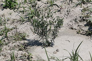 Zeytin Fidanları Boy Verdi Sıra Mahsulde