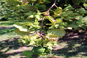 Damla Sulama İle Fındıkta İki Kat Verim