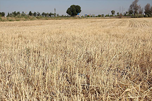 Hububatta 4 Milyar Tarlada Kalıyor