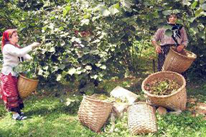 Fındık İşçilerinin Yevmiyesi Belli Oldu