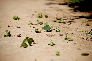 Fındık Üreticisinin Umudu Tek Tek Dökülüyor