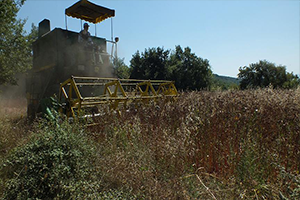 Karabuğday`da Hasat Zamanı