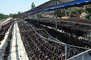 Nazilli`nin Patlıcan Vadisi Amerika`nın Silikon Vadisine Rakip Çıktı