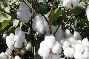 Beyaz Altın`da Üretim Her Geçen Yıl Artıyor