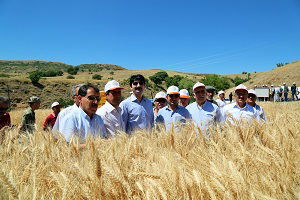 Ayyıldız Buğdayda İlk Hasat