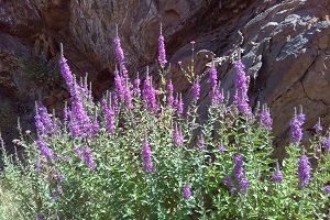 Bitki Müzesi Kuruluyor